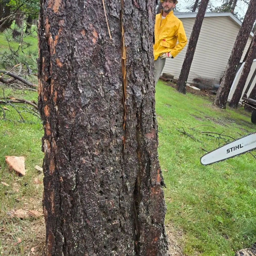 5 Signs Your Black Hills Pine Tree Has Bark Beetles