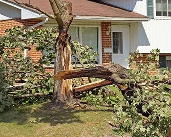 A tree that has fallen in front of a house.