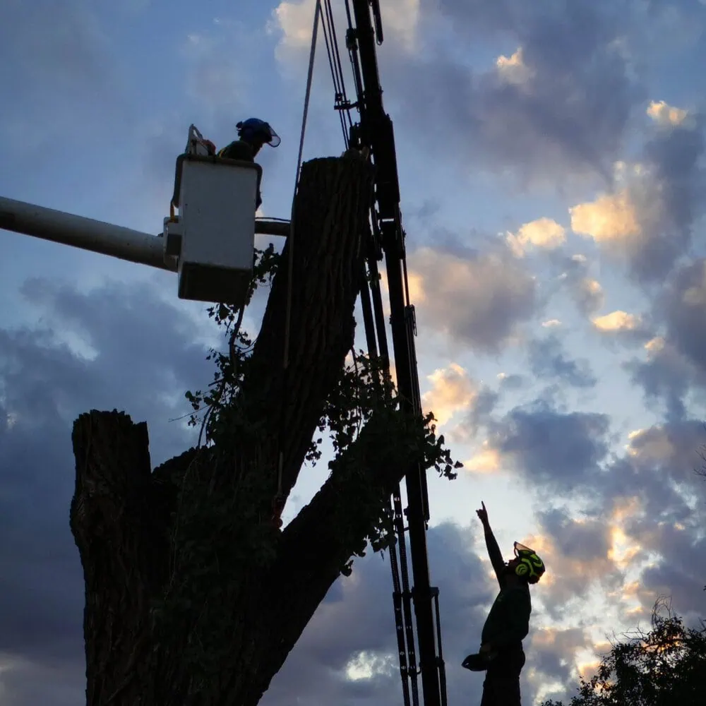 Canyon Falls Tree Works emergency crew removing a broken hazardous tree near a home in Rapid City SD