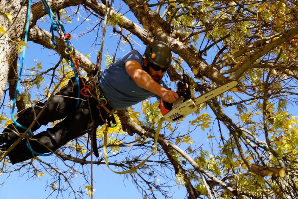 Canyon Falls Tree Works arborist pruning a large cottonwood tree at a Rapid City SD residential property