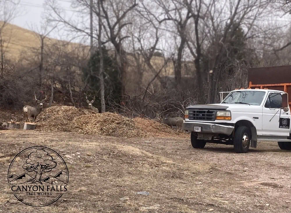 The Dangers of Mulch Volcanoes and How to Fix Them in Rapid City
