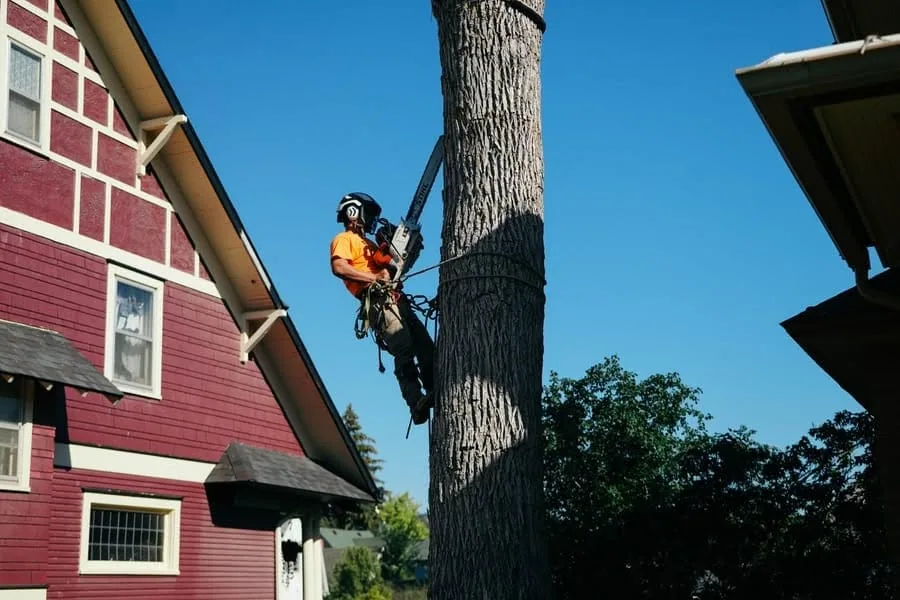 Safe Tree Removal in Rapid City, SD | Canyon Falls Tree Works