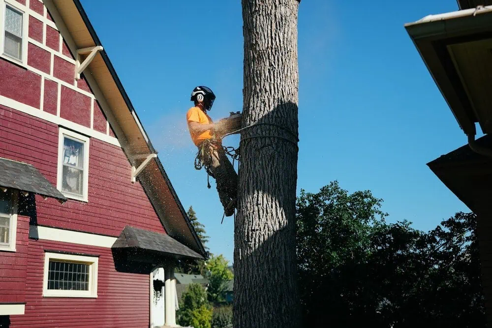 Canyon Falls Tree Works crew removing a large dying elm tree in a Rapid City SD backyard