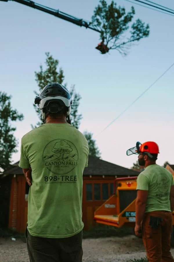 Why June Is the Best Time for Tree Trimming in Rapid City
