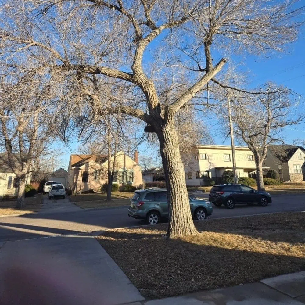 Canyon Falls Tree Works arborist performing a root collar excavation to expose a tree's natural flare in Rapid City, SD