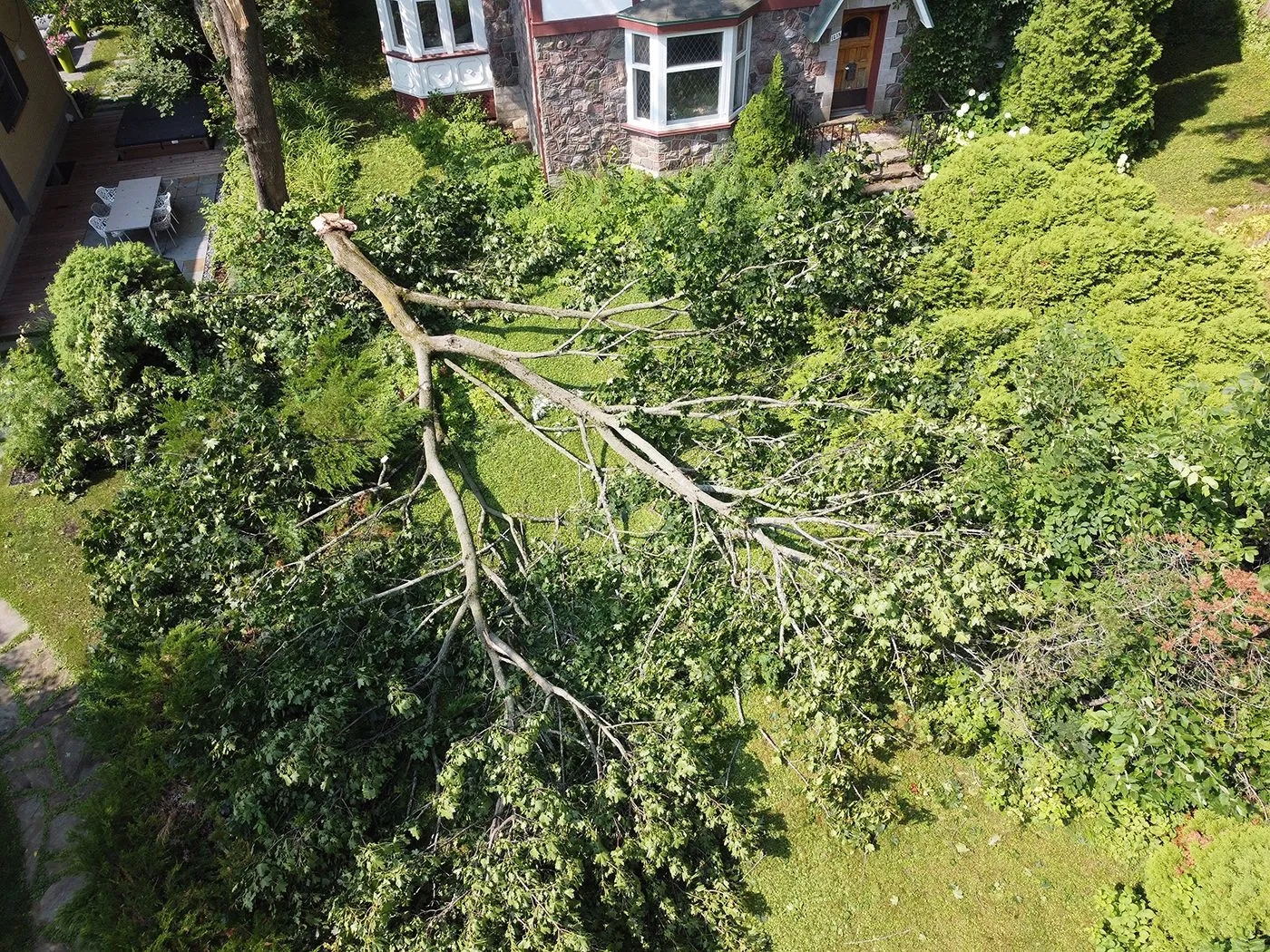 Fallen tree on green grass in front of a stone house with bushes.