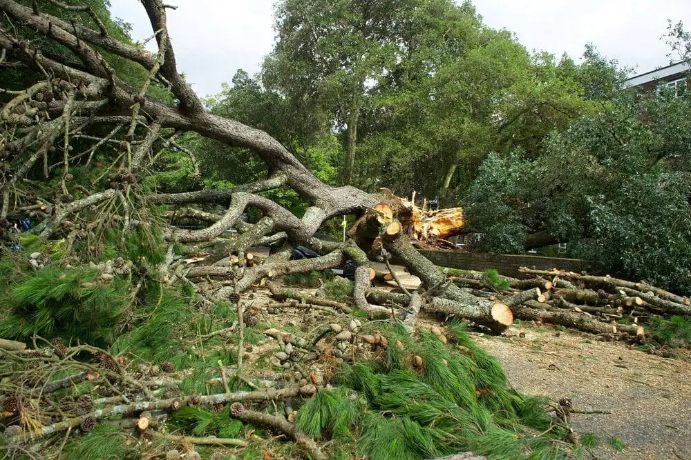 How to Identify a Hazardous Tree Before It Falls in Rapid City