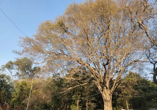 Tree worker using a chainsaw, secured by ropes, cutting a tree trunk against a blue sky.