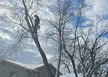 An arborist wearing climbing gear works in a tree near the roof of a house on a snowy, cloudy day.