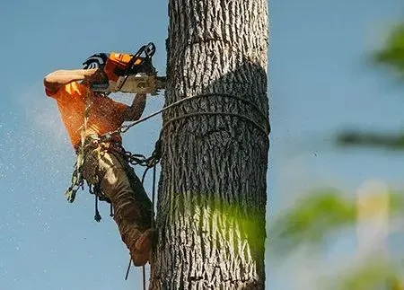 Tree worker using a chainsaw, secured by ropes, cutting a tree trunk against a blue sky.