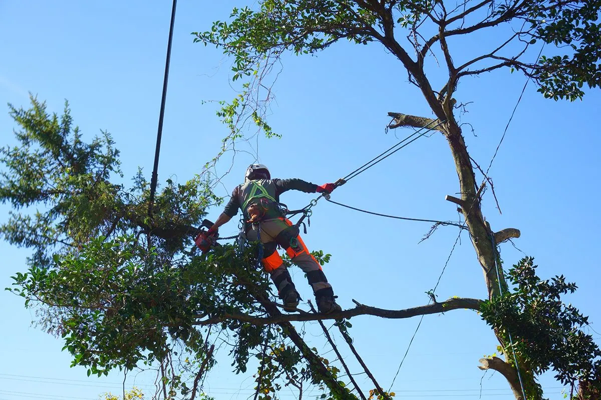 Arborist in tree, cutting branches with a chainsaw, secured by ropes, against a blue sky.