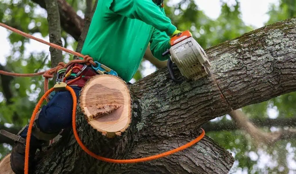 Canyon Falls Tree Works ISA certified arborist crew performing tree service in Box Elder, SD